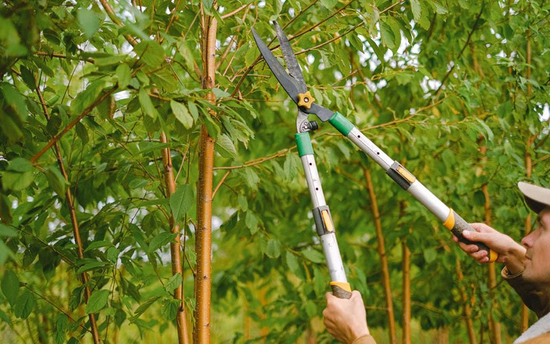Tree trimming in Cable, WI