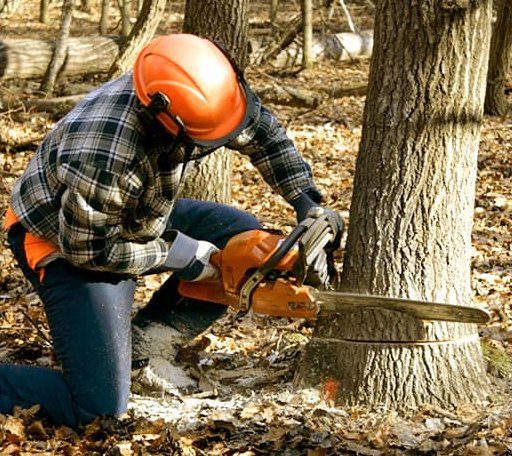 Tree Removal in Cable, WI